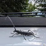 Ferienhaus Views - Hut In The Forest